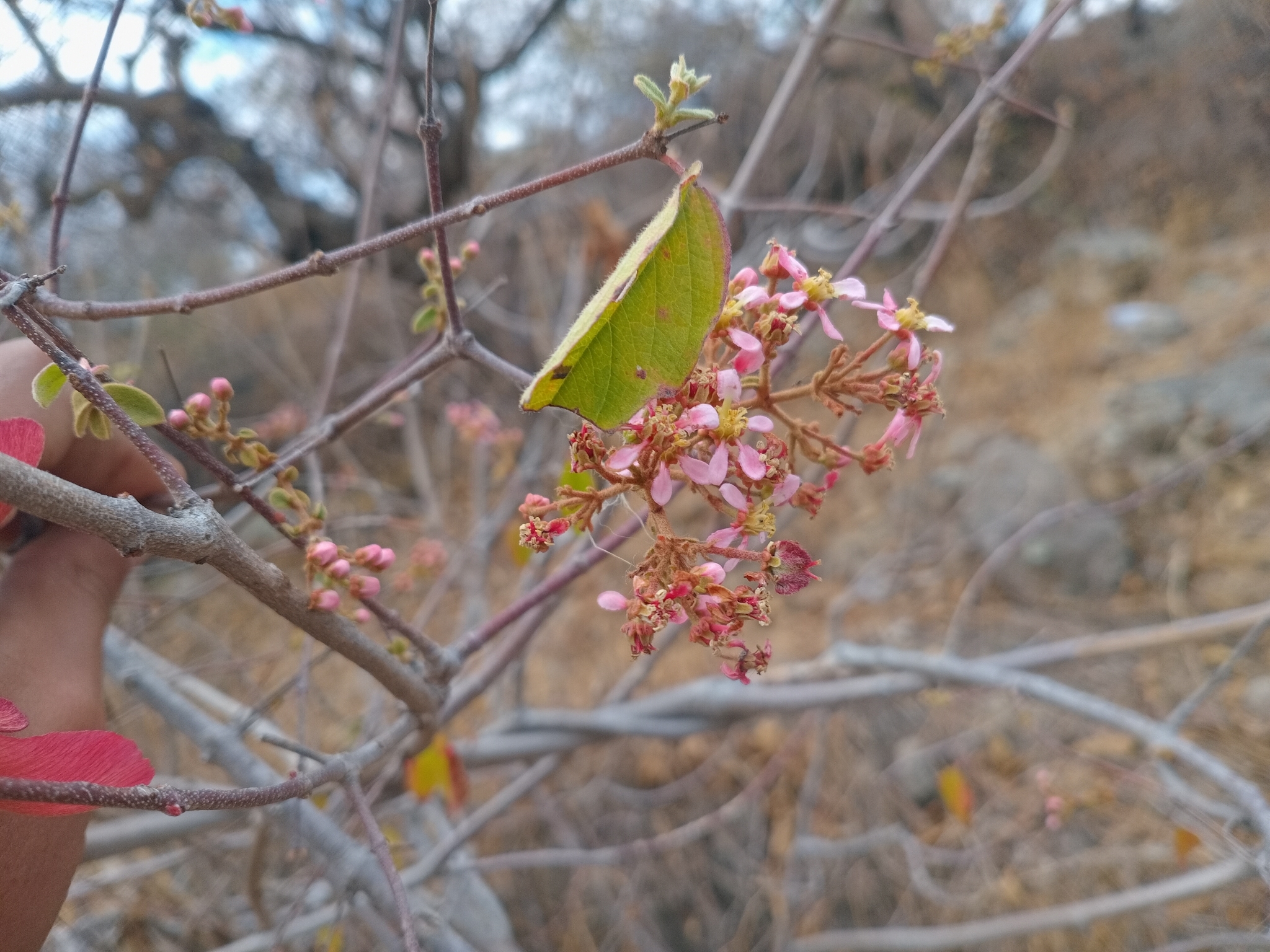 Imagem de Heteropterys brachiata