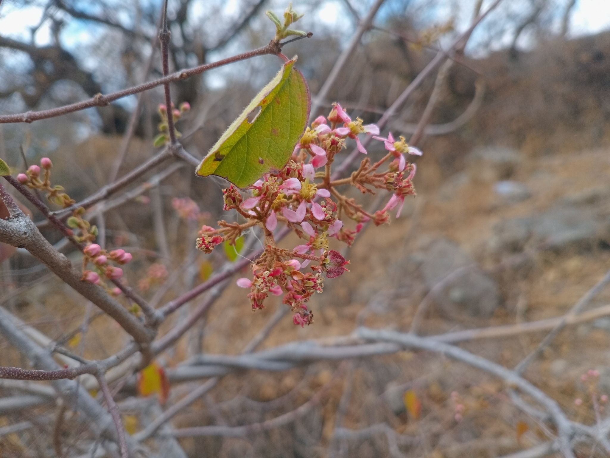 Imagem de Heteropterys brachiata