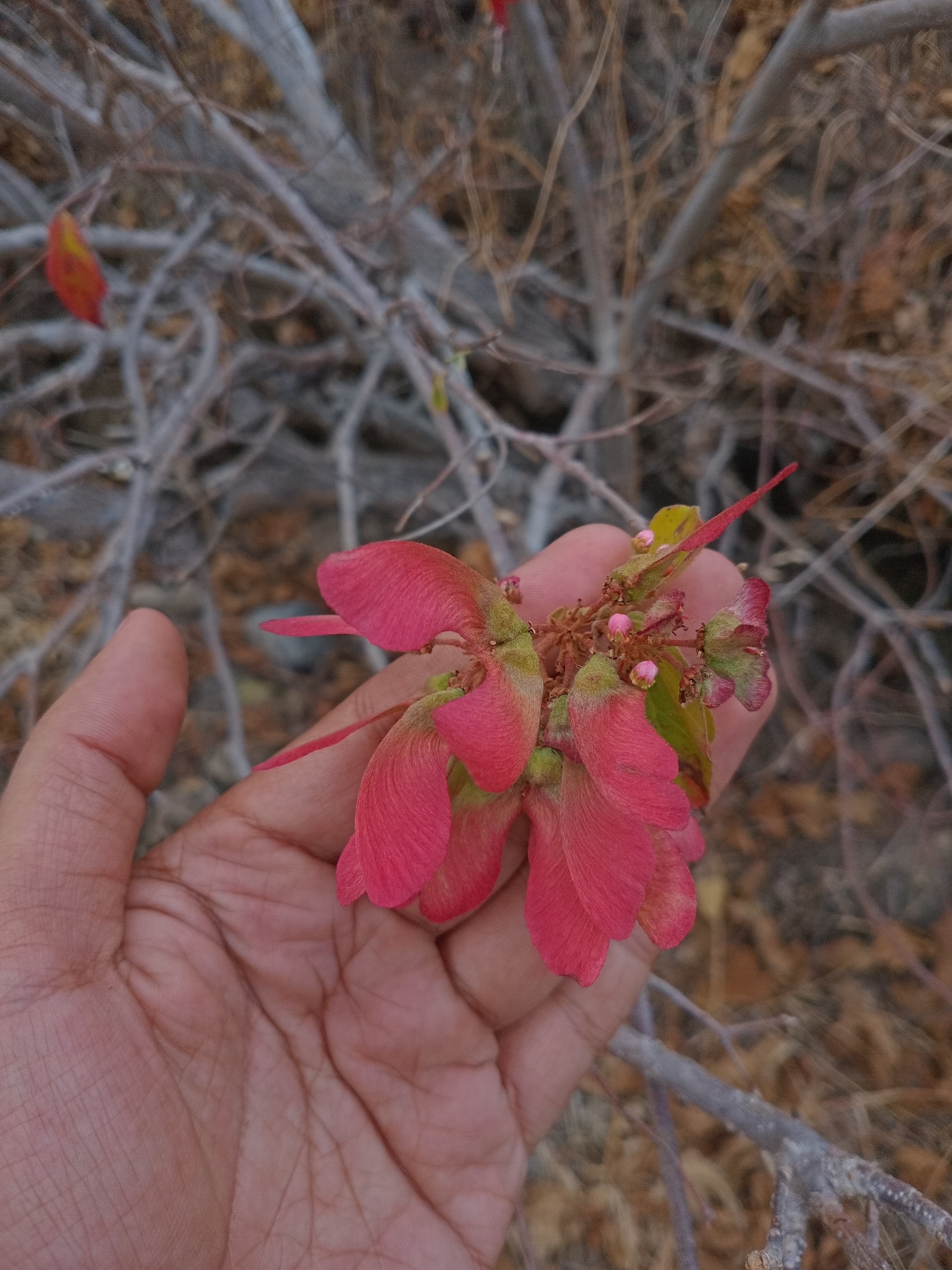 Imagem de Heteropterys brachiata