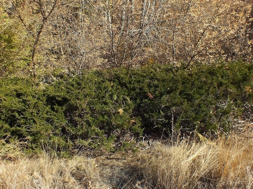 Savin Juniper (Juniperus sabina)