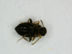 Aderus marquesanus