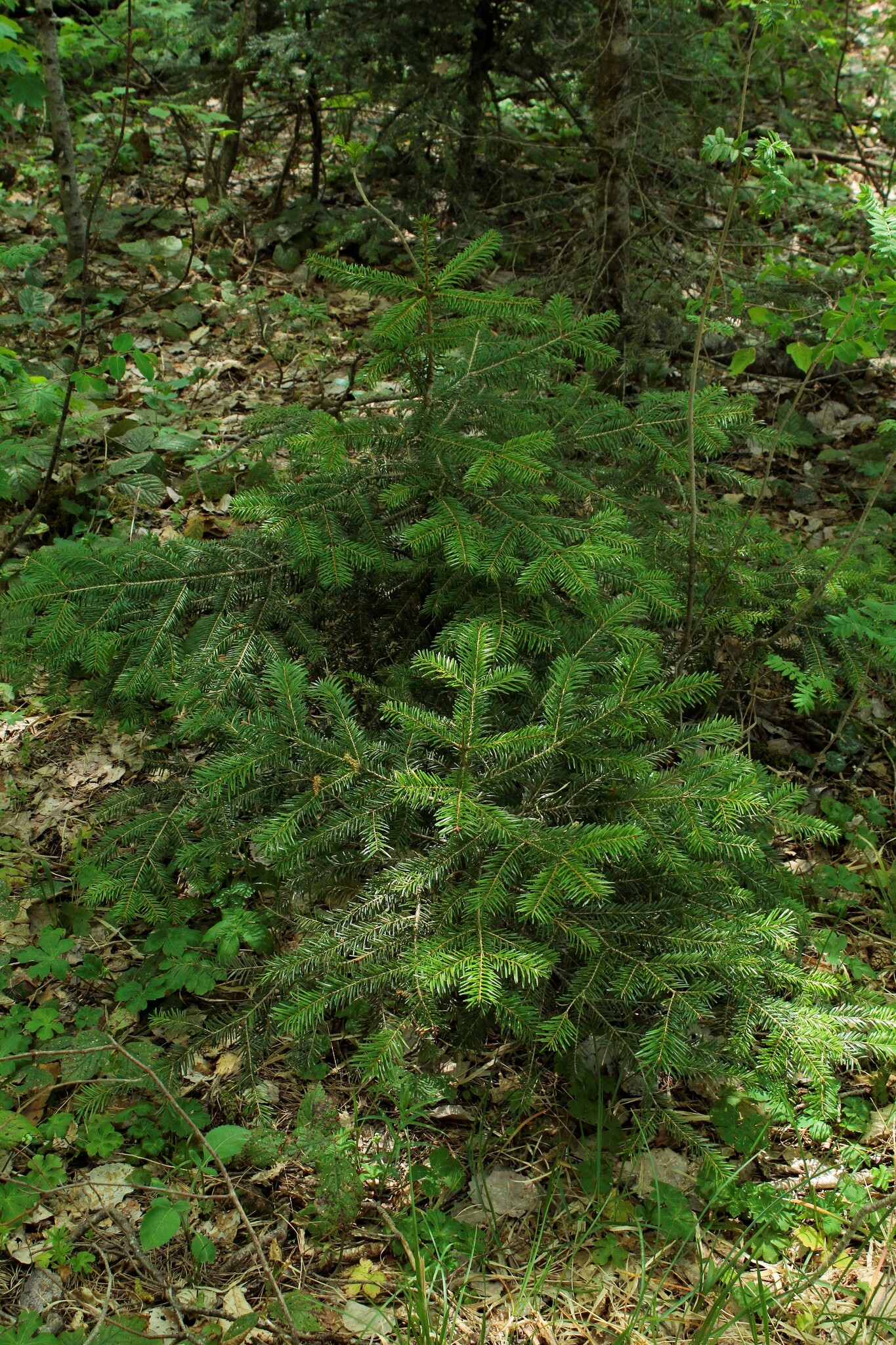 Caucasian Fir (Abies nordmanniana)