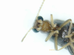Aderus marquesanus