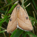 Wedgling Moth - Photo (c) kens18, some rights reserved (CC BY-NC), uploaded by kens18