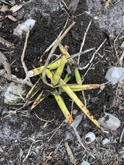 Sansevieria pearsonii