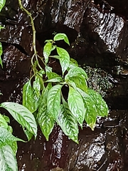 (c) Yinling Chen, some rights reserved (CC BY) Hemiboea bicornuta, photograph (c) Yinling Chen, some rights reserved (CC BY)