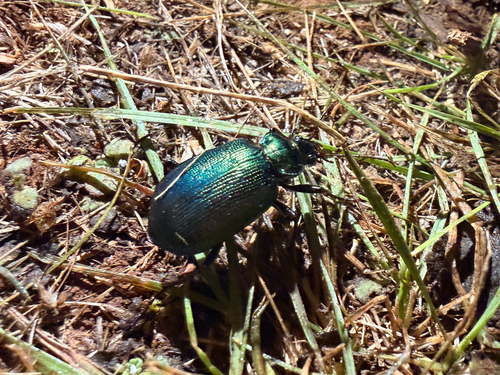 Green Carab Beetle