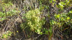 Sticherus squamulosus