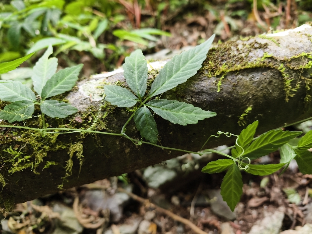 Gynostemma pentaphyllum; photograph (c) Yinling Chen, some rights reserved (CC BY)