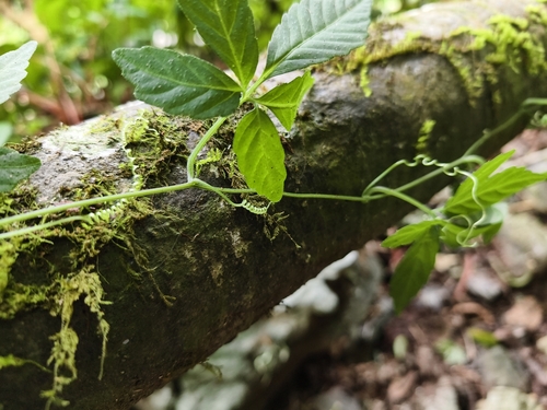 Gynostemma pentaphyllum, photograph 5