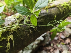 (c) Yinling Chen, some rights reserved (CC BY) Gynostemma pentaphyllum, photograph (c) Yinling Chen, some rights reserved (CC BY)