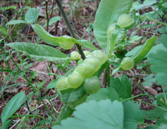 Dryocosmus quercuspalustris