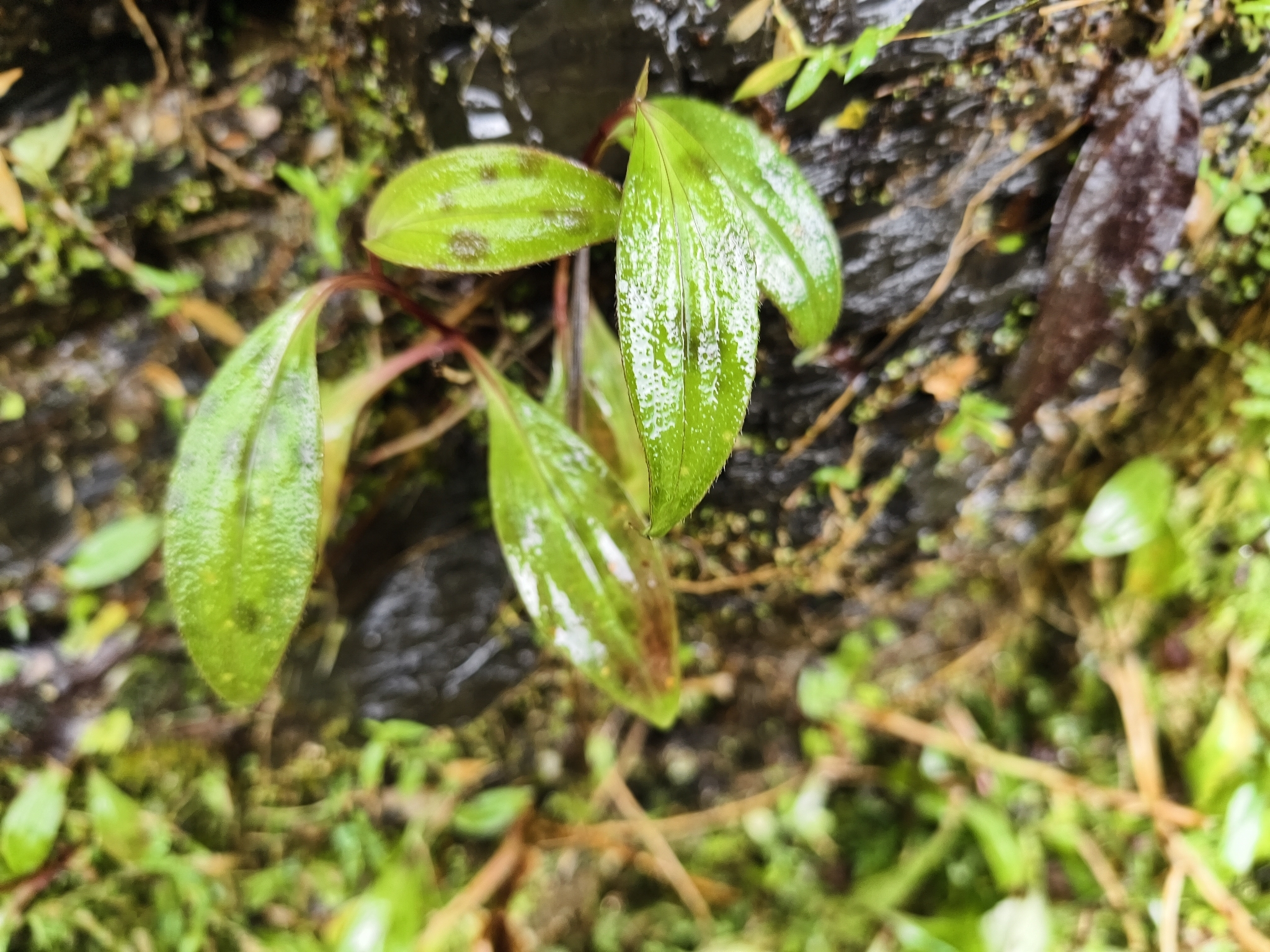 Formosan Toad Lily (Tricyrtis formosana)