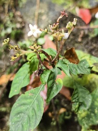 Japanese Ophiorrhiza (Ophiorrhiza japonica)