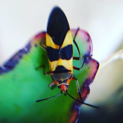 Oncopeltus unifasciatellus