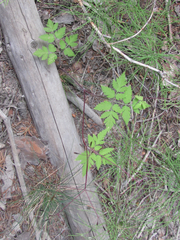 Osmorhiza depauperata
