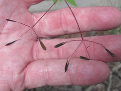 Osmorhiza depauperata