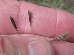 Osmorhiza depauperata