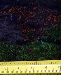 Scutellinia erinaceus