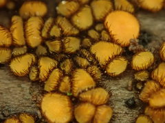 Scutellinia erinaceus