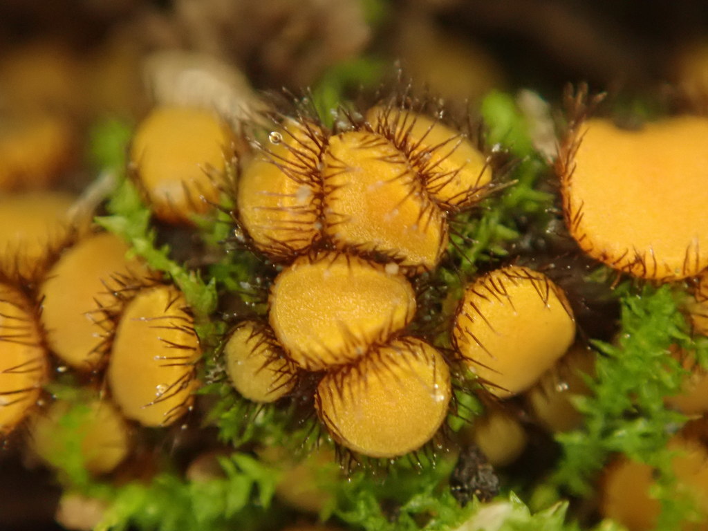 Scutellinia erinaceus