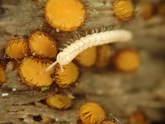 Scutellinia erinaceus