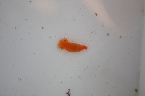 Triopha maculata
