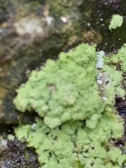 Botryolepraria lesdainii
