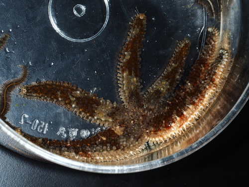 Coscinasterias acutispina observed 2026-03-23