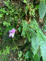 Monolena primuliflora