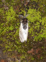 Lymantriinae