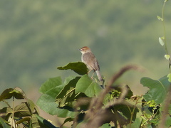 Cisticola cantans muenzneri