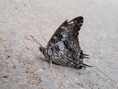 Charaxes achaemenes