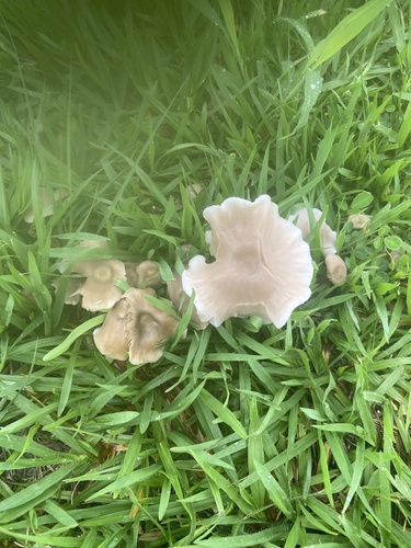 Clitocybe, 2026-03-20