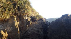 Fascicularia bicolor