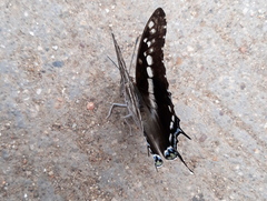 Charaxes achaemenes