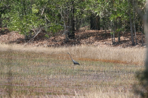 Purple Heron