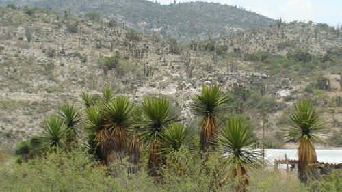 Yucca periculosa
