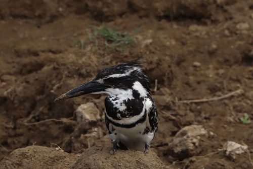 Pied Kingfisher
