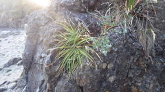 Fascicularia bicolor