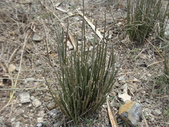 Euphorbia cymbifera, photograph (c) Alexis López Hernández, some rights reserved (CC BY)