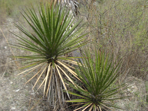 izote yucca (Yucca periculosa)
