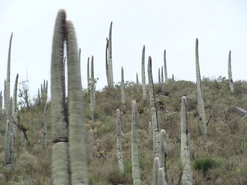 Cephalocereus columna-trajani, photograph 2