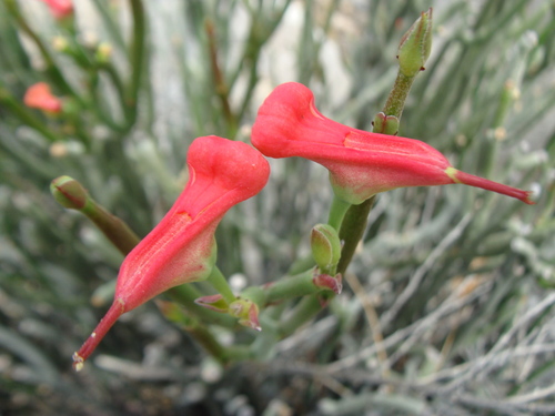 Euphorbia cymbifera
