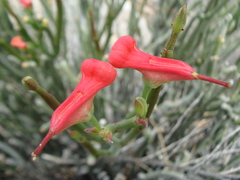 Euphorbia cymbifera