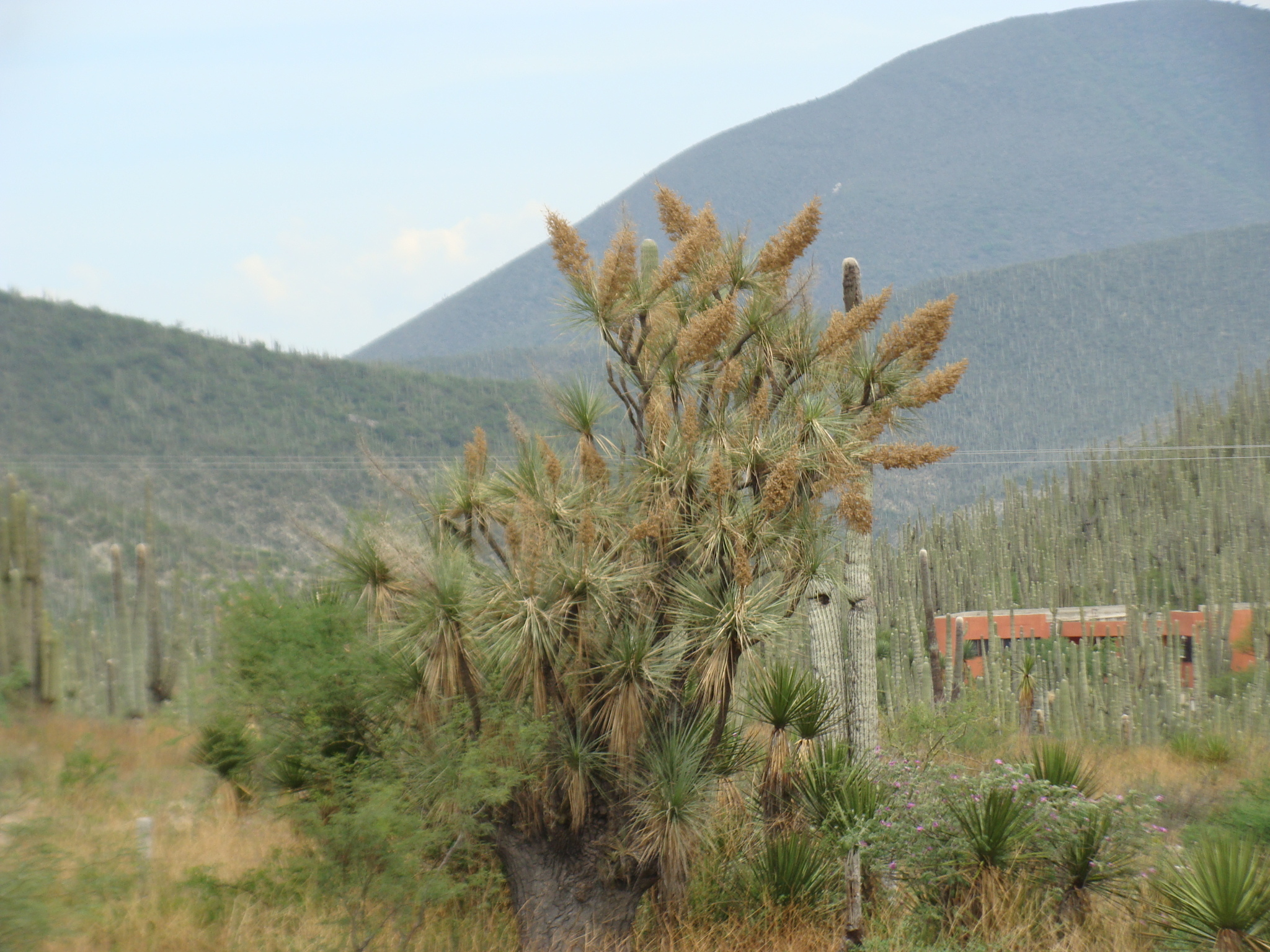 Mexican Pony Tail Palm (Beaucarnea gracilis)