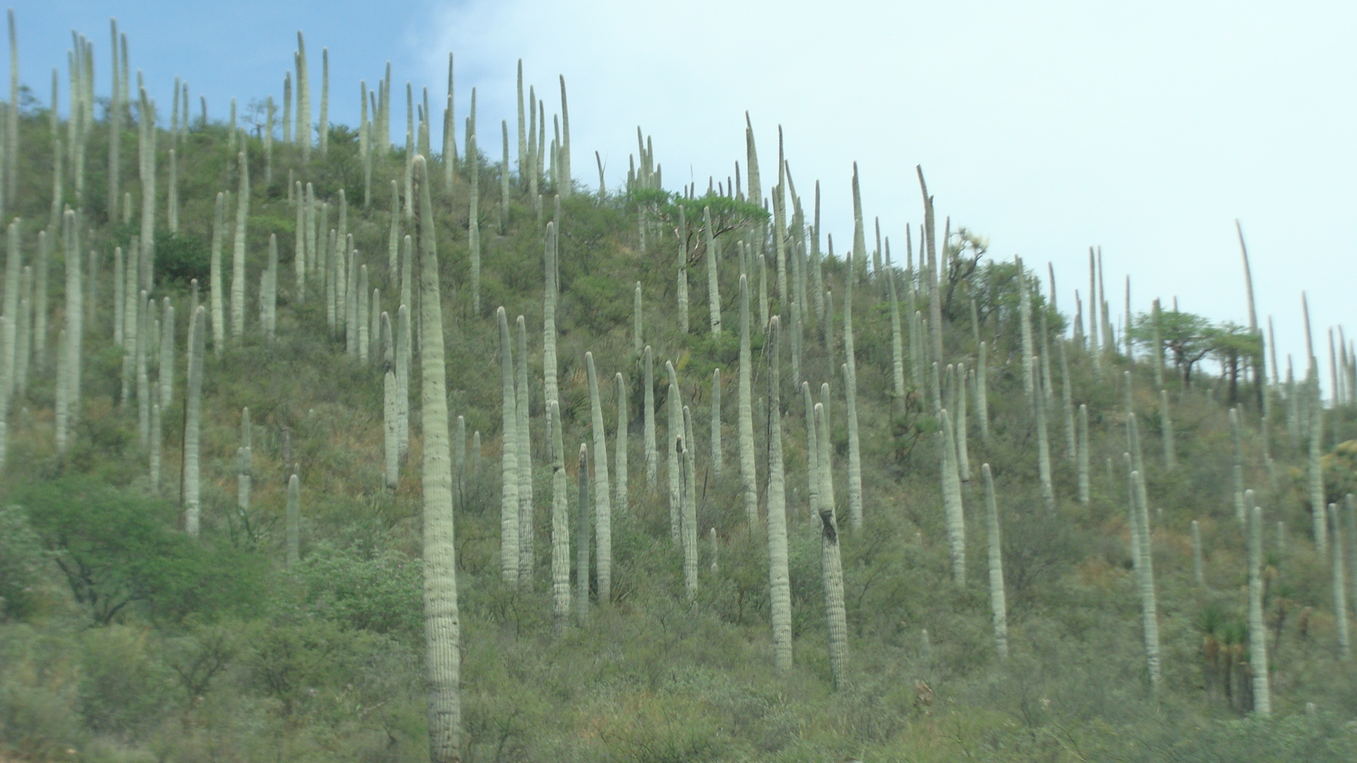 Cephalocereus columna