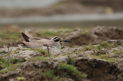 Great Stone-curlew
