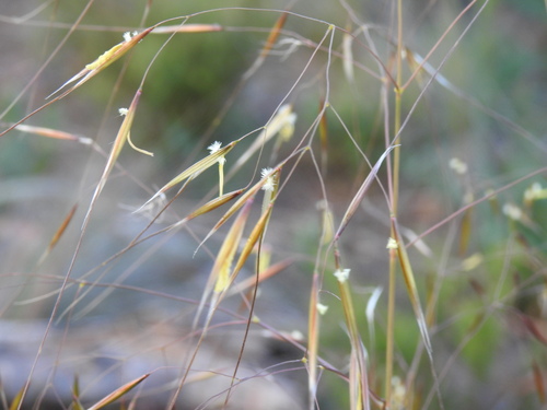 Giant Needle Grass (Celtica gigantea)