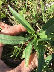 Echinacea angustifolia
